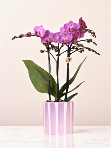 Orquídea phalaenopsis roxa 'Viena' + vaso listrado lilás