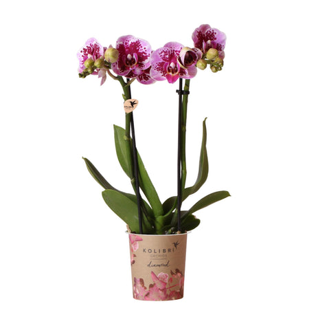 Livraison plante Orchidée rose et violette et son cache - pot - h35cm, Ø9cm