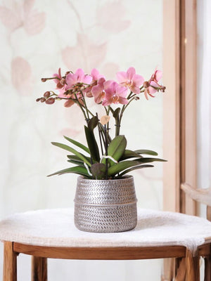 Livraison plante Orchidée rose Trévise et son pot