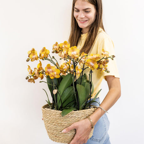 Livraison plante Orchidées orange en panier coton avec réservoir d'eau