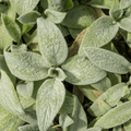 Orelha de Urso (Stachys Byzantina) 'Silver Carpet'