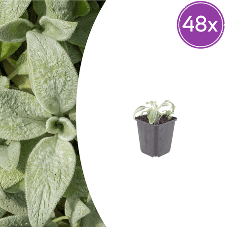 Livraison plante Oreille d'ours stachys silver