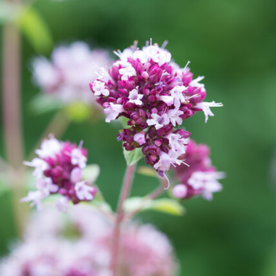 Orégano Violeta (Origanum laevigatum) 'Herrenhausen'