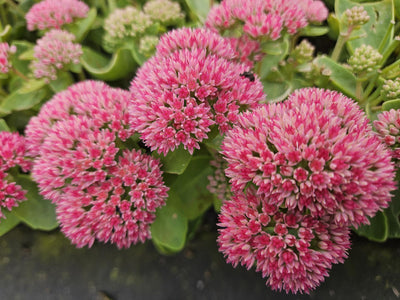 Stonecrop (Hylotelephium) 'Herbstfreude'