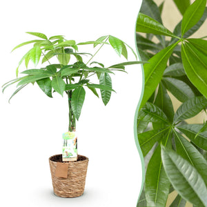 Livraison plante Pachira aquatica et panier H65 cm