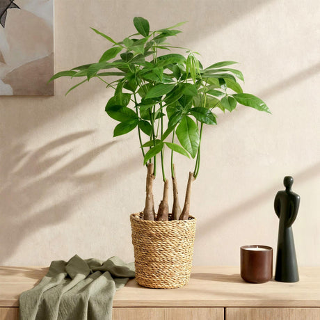 Livraison plante Pachira Aquatica Multitronc – Lot de 2 – Pot 17 cm