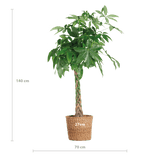 Livraison plante Pachira Aquatica XL et son pot
