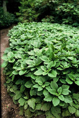 Livraison plante Pachysandra terminalis