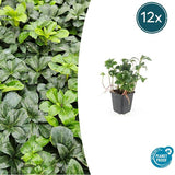 Livraison plante Pachysandra terminalis Green Sheen