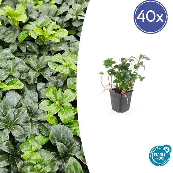 Livraison plante Pachysandra terminalis Green Sheen