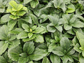 Pachissandra do Japão (Pachysandra terminalis) 'Terminalis'
