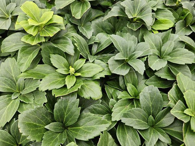 Pachissandra do Japão (Pachysandra terminalis) 'Terminalis'