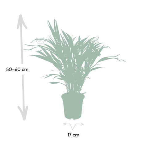 Livraison plante Palmier Areca