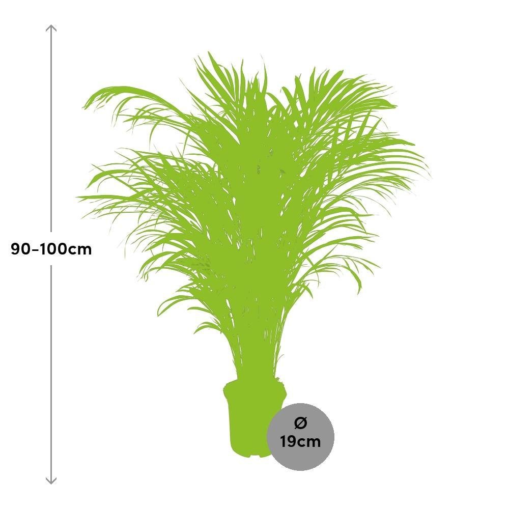 Livraison plante Palmier Areca