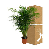 Livraison plante Palmier Areca