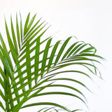 Livraison plante Palmier Areca et son pot