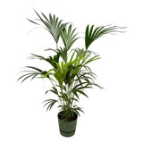 Livraison plante Palmier Kentia 160cm et son pot