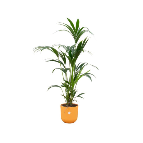 Livraison plante Palmier Kentia 160cm et son pot