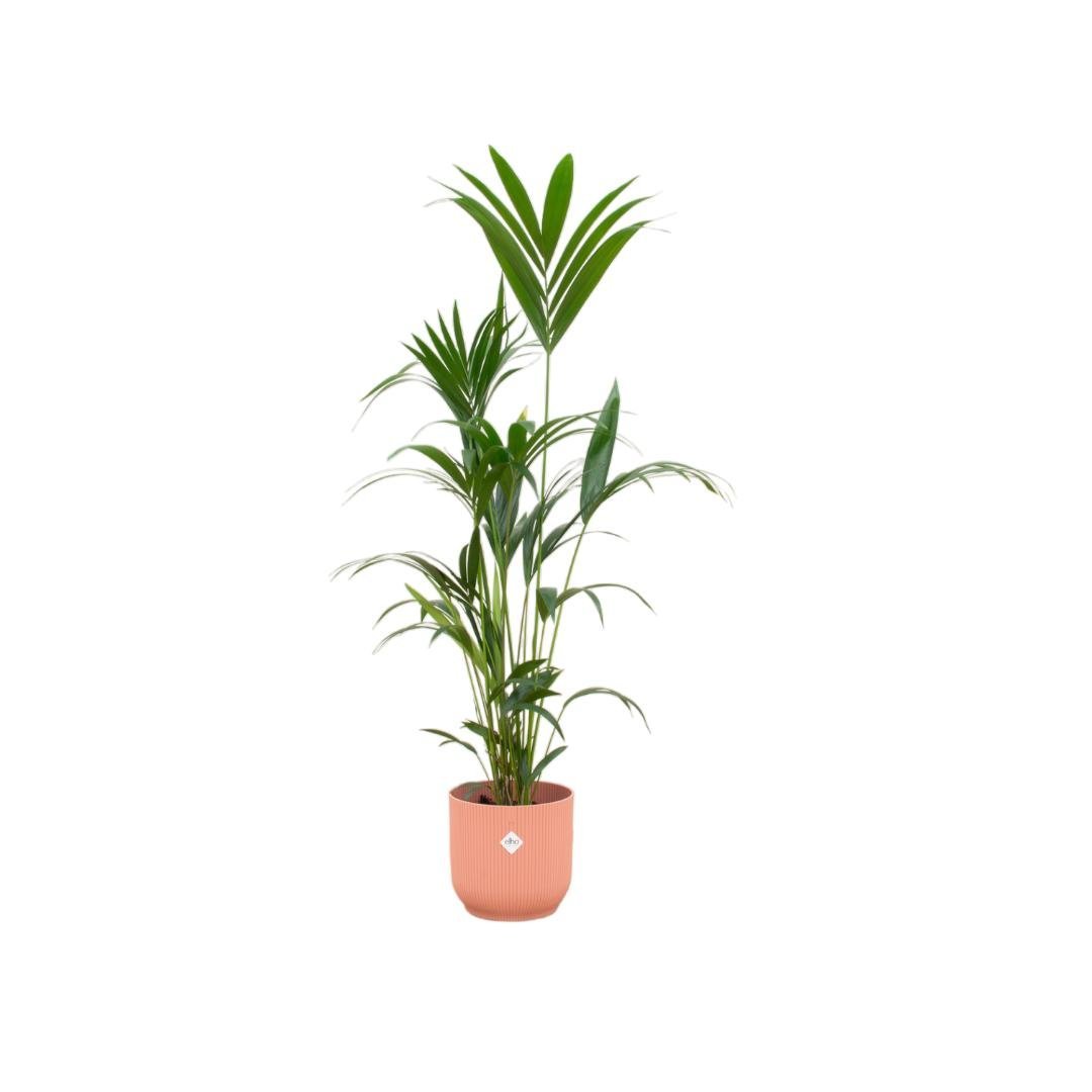 Livraison plante Palmier Kentia 160cm et son pot