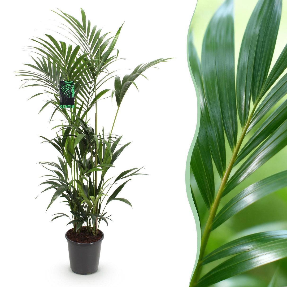 Livraison plante Palmier Kentia Forsteriana d27cm H160 cm