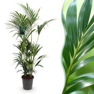 Livraison plante Palmier Kentia Forsteriana d27cm H160 cm