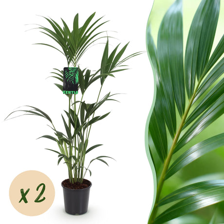 Livraison plante Palmier Kentia – Lot de 2 – Pot 21 cm – Hauteur 120 - 130 cm