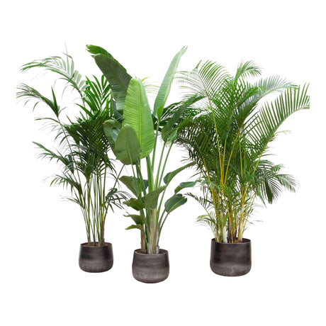 Livraison plante Palmier Kentia, Strelitzia Augusta, Palmier Areca - Lot de 3 plantes - Coffret cadeau