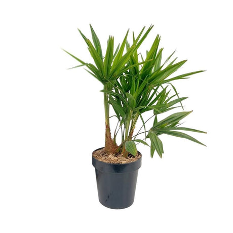 Livraison plante Palmier trachycarpus Fortunei