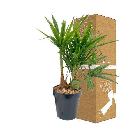 Livraison plante Palmier trachycarpus Fortunei