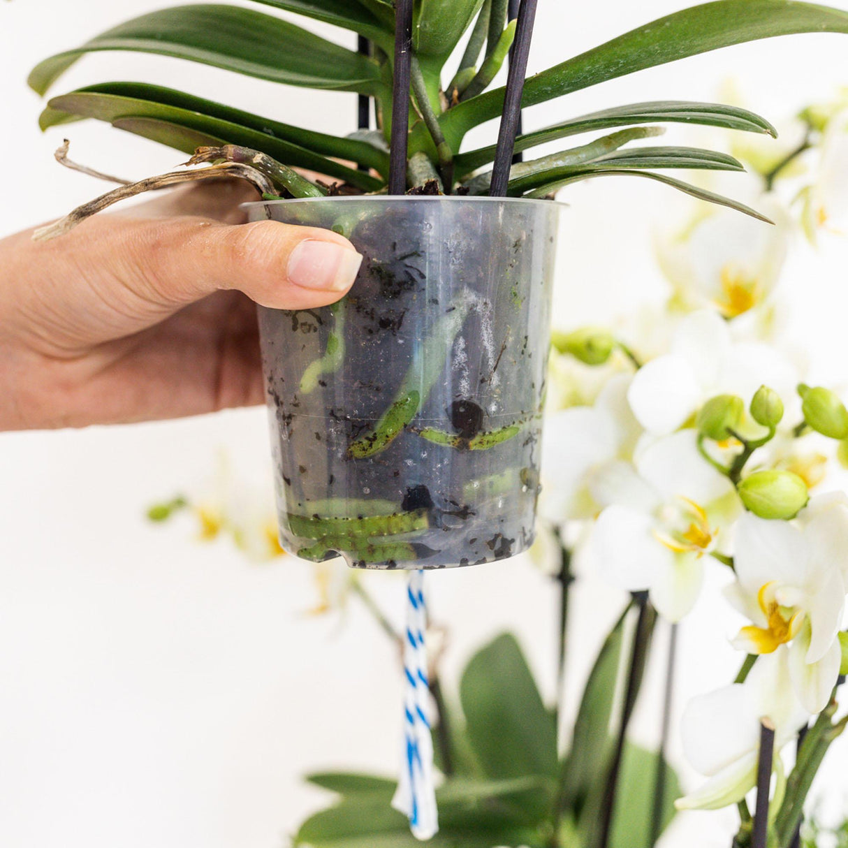 Livraison plante Panier d'orchidées et Rhipsalis avec réservoir d'eau intégré.