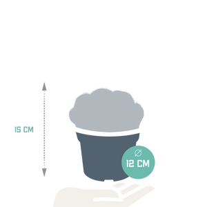 Livraison plante Parodia Warasii - cactus d'intérieur