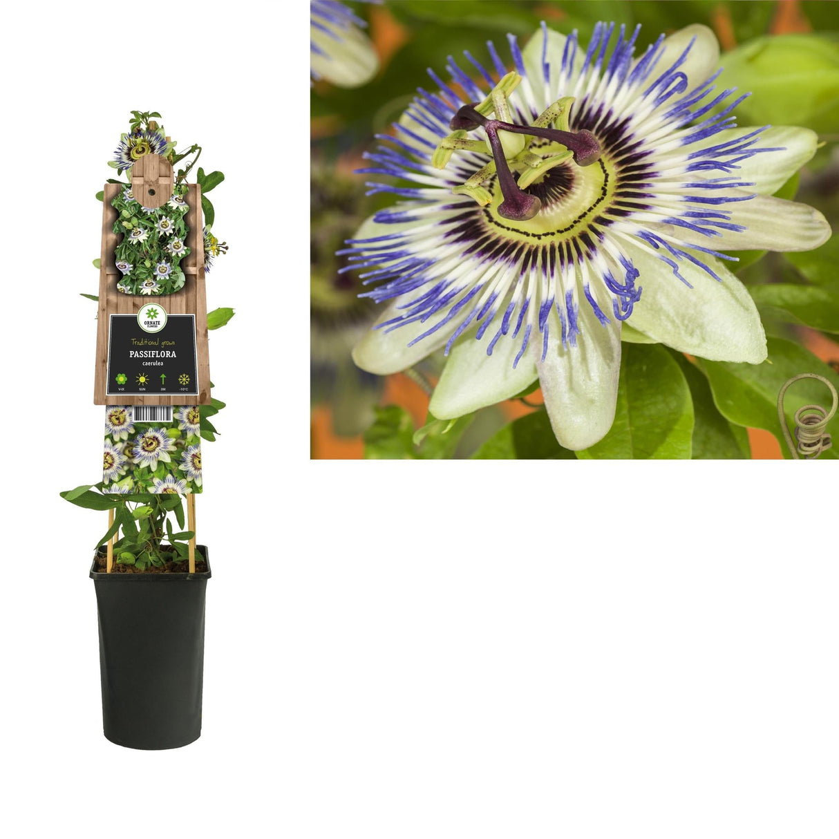 Livraison plante Passiflore caerulea d17cm h75cm