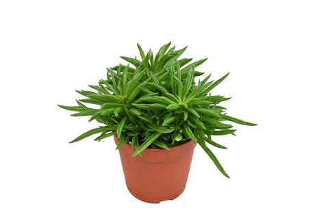 Livraison plante Peperomia Happy Bean h15cm - mini plante d'intérieur