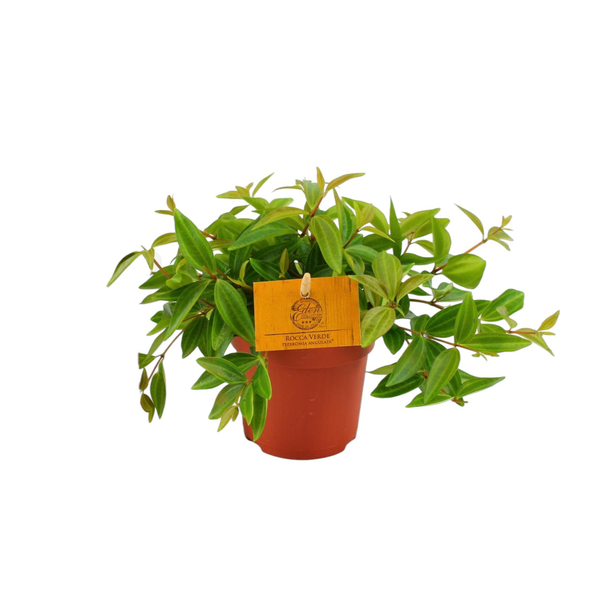 Livraison plante Peperomia 'Rocca Vivace'