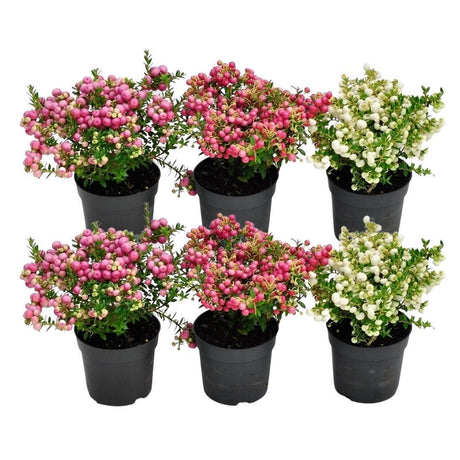 Livraison plante Pernettya mucronata - Lot de 6