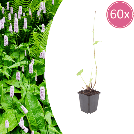 Livraison plante Persicaire blanche