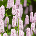 Persicária (Persicaria Amplexicaulis) 'Alba'