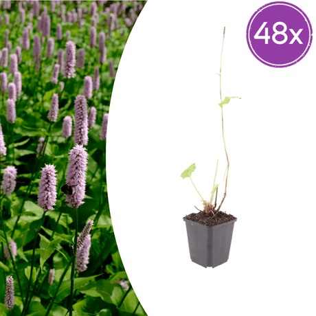 Livraison plante persicaria suberba