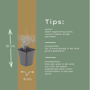 Livraison plante Petit calament