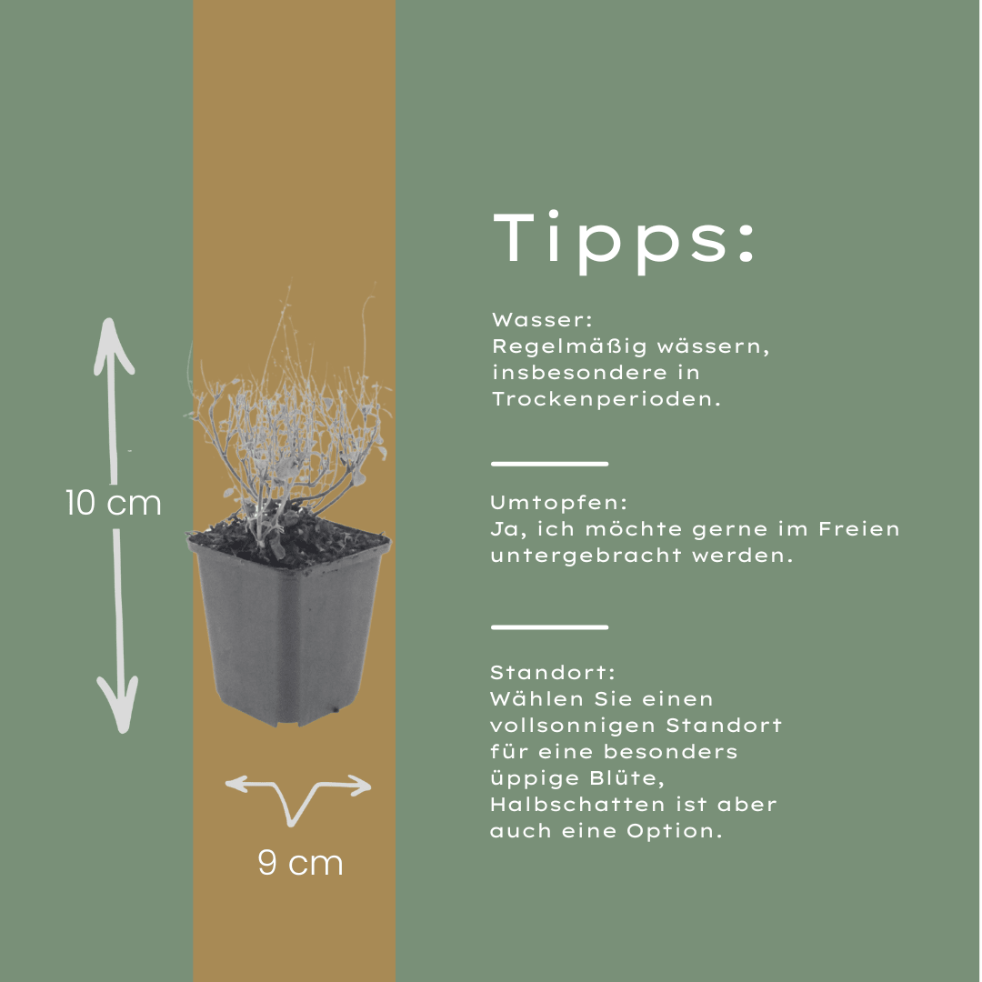 Livraison plante Petit calament
