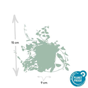 Livraison plante Petite Pervenche 'Atropurpurea'