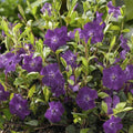 Pervinca Menor (Vinca minor) 'Atropurpurea'