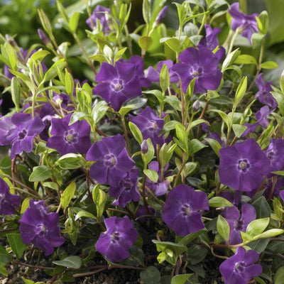 Pervinca Menor (Vinca minor) 'Atropurpurea'