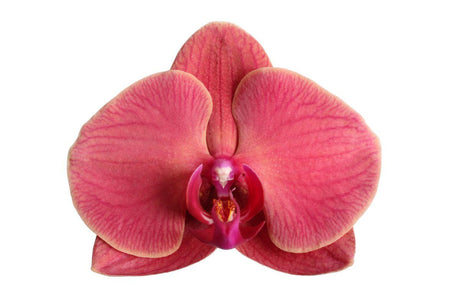 Livraison plante Phalaenopsis Narbonne orchidée