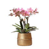 Livraison plante Phalaenopsis rose Trévise en pot doré Groove