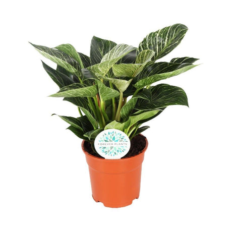 Livraison plante Philodendron Birkin