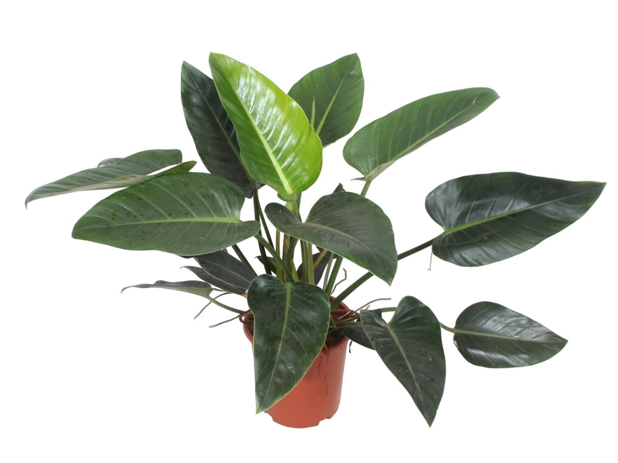 Livraison plante Philodendron Congo Green