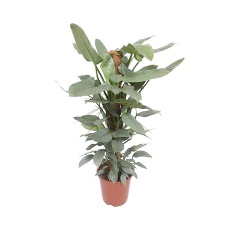 Livraison plante Philodendron Hastatum