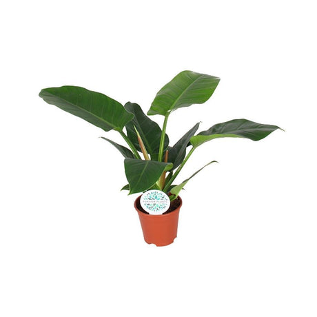 Livraison plante Philodendron Imperial Green