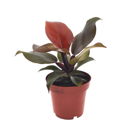 Livraison plante Philodendron Imperial Red